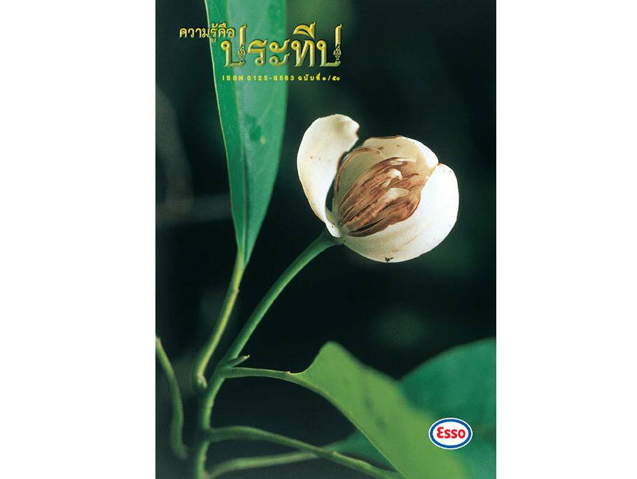 
    ราชาศัพท์ สมบัติวัฒนธรรมล้ำค่าของชาติไทย
    รำลึกถึงพระยาโบราณฯ ผู้ทรงคุณต่อมณฑลกรุงเก่า
    พรรณไม้ที่พบครั้งแรกของโลกในประเทศไทย
